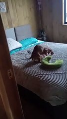 Dachshund Caught Humping Toy
