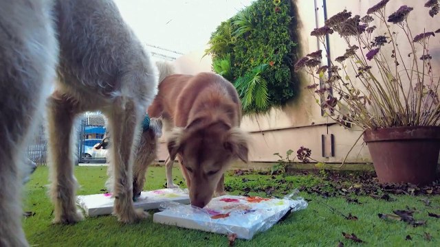 Perros abandonados se convierten en artistas para asociación benéfica británica