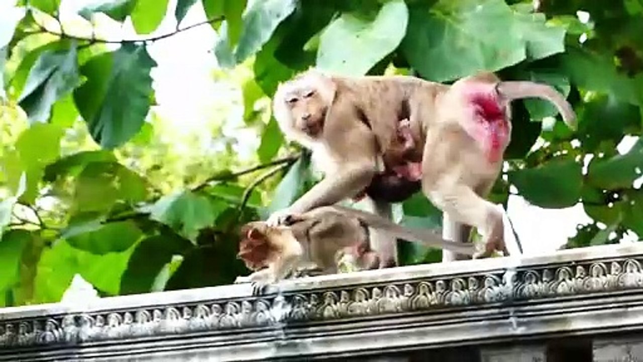 Heartbreaking..!, Molia mom steps on baby girl Bella in flat, Bella can't move out due to too heavy
