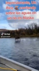 Alce corriendo sobre las aguas de un río de Alaska impresionó a cibernautas: "Naturaleza o IA"