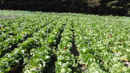 배추 균핵병 막는 데 미생물 '방선균' 활용 / YTN