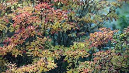 Beechgrove Garden, Beechgrove Garden in Winter, Episode 4