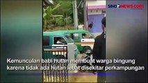 Tiba-Tiba Masuk ke Permukiman Kawanan Babi Hutan Diburu Warga di Padalarang