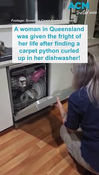 Carpet python found in top draw of dishwasher