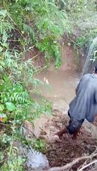 Buffalo Calf Rescued From Flooding Hole