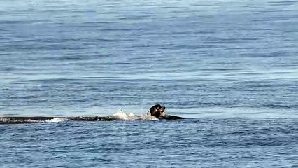 Sea Lion Dispatches Blue Shark