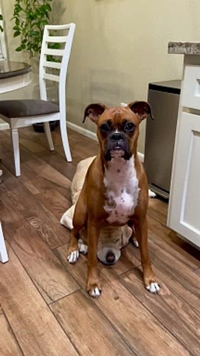 Boxer Dog Sits On Sibling