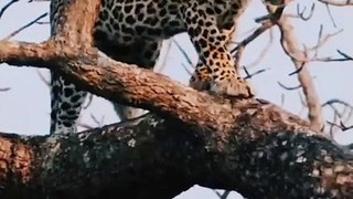 Two leopards playing with each other | Big Cats | Cute Cats #shorts
