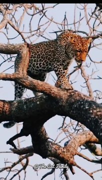 Two leopards playing with each other | Big Cats | Cute Cats #shorts