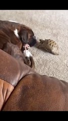 Troubling someone bigger than you is no good