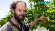 Koroit Cherry Farm ready for Christmas harvest - November 29, 2023 - The Standard