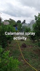 Calamansi Farm spray #calamansi #farming #insecticide