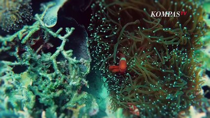 Destinasi Wisata Budaya Kudus di Omah Batik Ku Lihat Proses Membatik