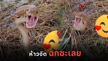 แน่จริงก็มาเด่ะ ! งูทางมะพร้าว ห้าวเกินเบอร์ พุ่งจะฉกตลอด ดุร้ายแต่ไร้พิษ