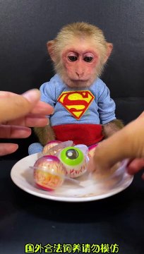 Monkey Eating Candies | Monkey Funny Reactions | Monkey Funny Moments | Animals Funny Moments #pets #animals #fun #love #cute #beautiful #funny #monkey