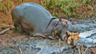 Hippo Crushes Buck to Help Wild Dogs get Meal!
