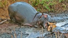Hippo Crushes Buck to Help Wild Dogs get Meal!