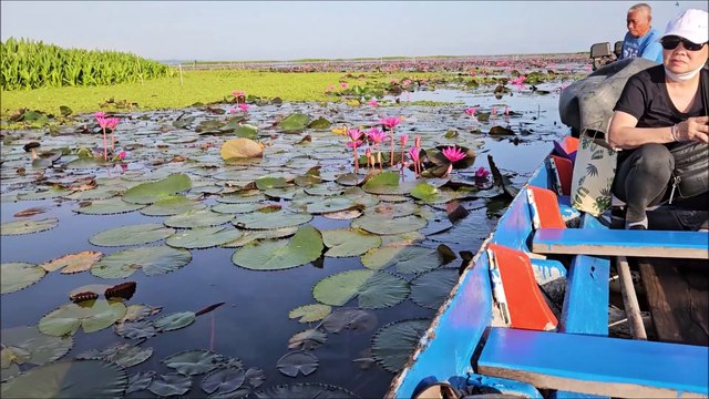Beautiful Lotus Flowers, Lake at Thale Noi, Phattalung - Thailand Holidays
