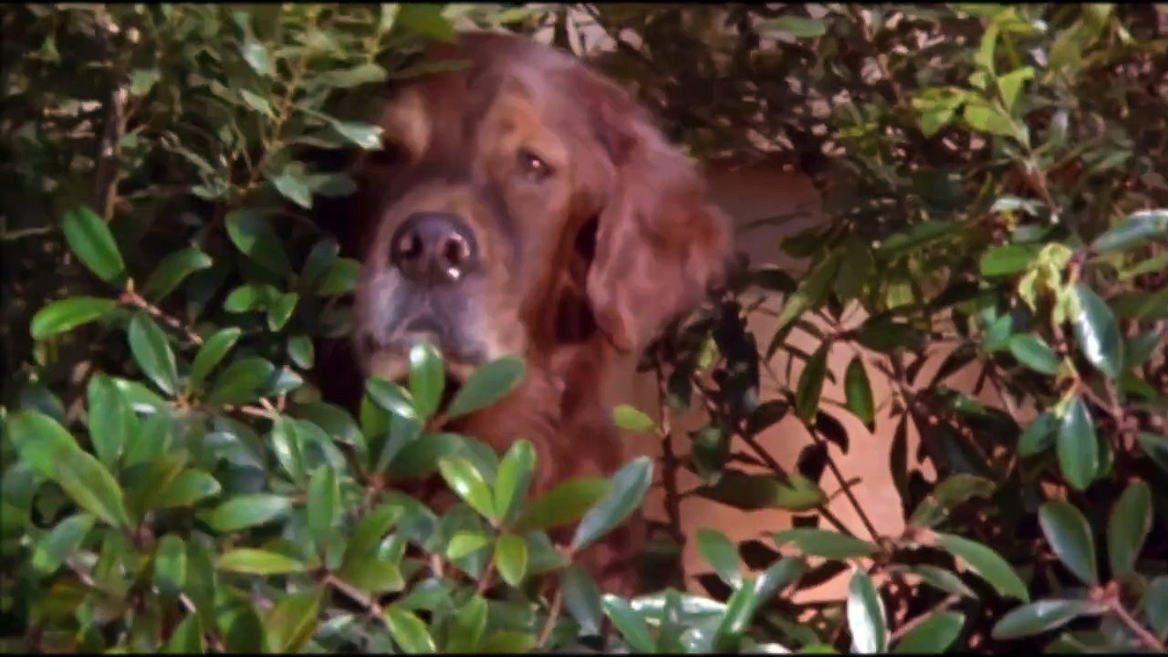 Fluke Trailer (1995)