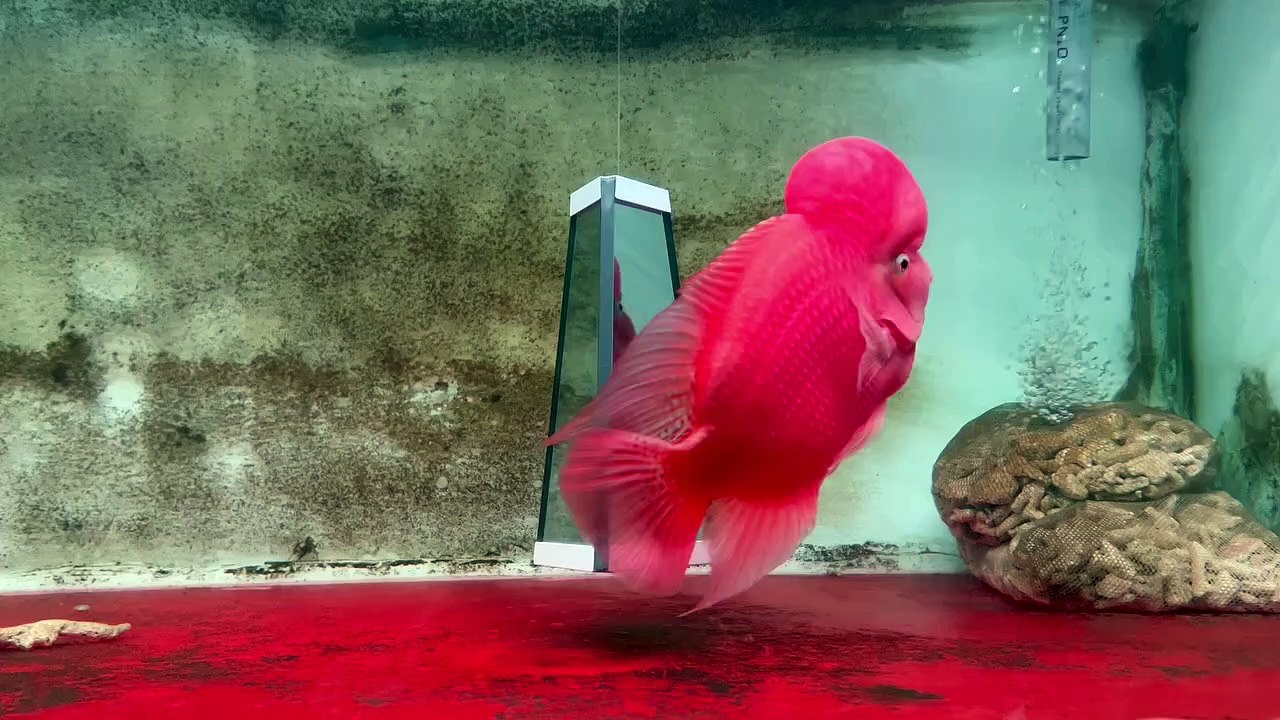 Do you love super red monkey flowerhorn fish my salon
