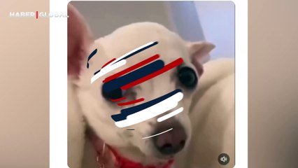 ''Köpeğimin bakışları herkesi etkiliyor'' notu ile paylaştığı anlar viral oldu