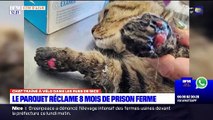 Huit mois de prison ferme ont été requis contre l'homme accusé d'avoir trainé son chat attaché à un vélo à Nice