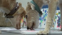 Des chiens abandonnés se font artistes-peintres pour une association caritative britannique