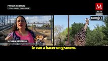 Alerta por las Condiciones de la Jirafa 'Benito' en Ciudad Juárez