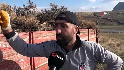 Bitlis'te Vatandaşlar Geven Bitkisi Topluyor