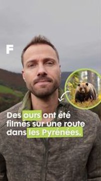 Comment réagir et survivre face à un ours : les conseils de Rémi Dupouy !