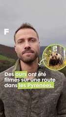 Comment réagir et survivre face à un ours : les conseils de Rémi Dupouy ! 