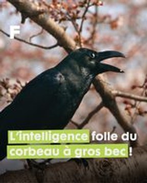 Les corbeaux maîtres de l'ingéniosité : des Cerveaux qui Défient les Normes !