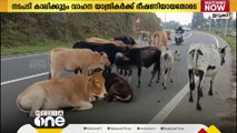 അലഞ്ഞ് തിരിയുന്ന കന്നുകാലികളെ പിടികൂടാൻ പൗണ്ടുകൾ സ്ഥാപിച്ച് പീരുമേട് പഞ്ചായത്ത്