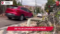 Bursa’da şiddetli rüzgar: 250 yıllık çınarı devirme anı kamerada