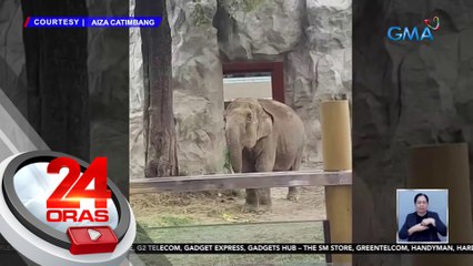 Congenital heart failure ang ikinamatay ng elepanteng si Maali, ayon sa Manila Zoo Chief Vet | 24 Oras