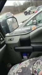 Funny cat dog animals compilation animal videos on Instagram Tiktok