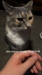 Funny cat dog animals compilation animal videos on Instagram Tiktok