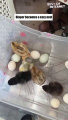 Chick in the Diaper: Toddler's Adorable Feathery Secret! || Best of Internet