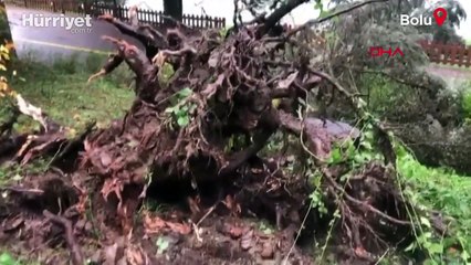 Bolu’da kuvvetli rüzgar; tabiat parkındaki ağaçlar devrildi