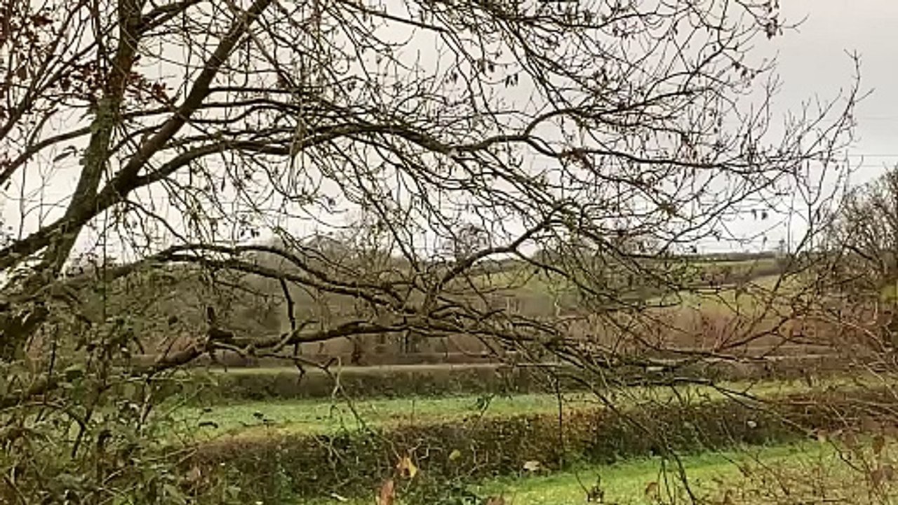 Can you 'spot' the Great Spotted Woodpecker?