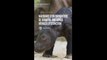 Indonésie : naissance d'un rhinocéros de Sumatra, une espèce menacée d’extinction