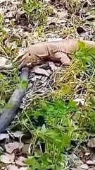 King cobra vs biayawak