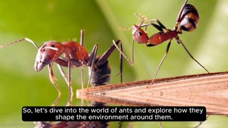 How Ant Impact Their Environment