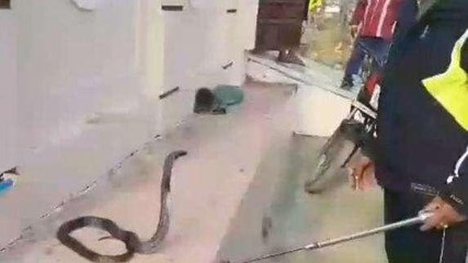 कोटा: कॉलोनी में मच गया हड़कंप, आफत में आई लोगों की जान!, और फिर...