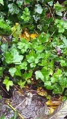 Mouse Family Explores Tiny Garden Village