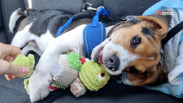 Pareja en pie de guerra por su perro: desde que subió a los 10 kilos, misión imposible viajar en tren en España con él