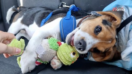 Pareja en pie de guerra por su perro: desde que subió a los 10 kilos, misión imposible viajar en tren en España con él