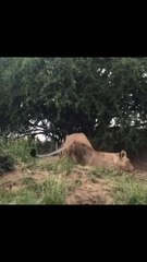 Singa membunuh babi hutan