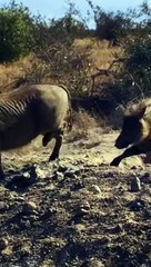 Macan tutul membunuh babi hutan