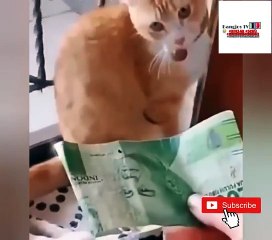 Kumpulan video hewan lucu bikin ngakak